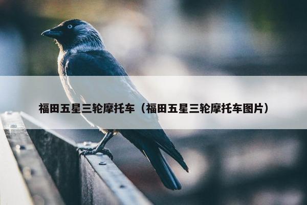 福田五星三轮摩托车（福田五星三轮摩托车图片）