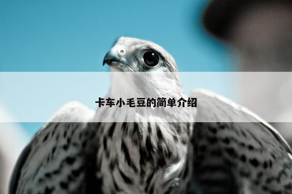 卡车小毛豆的简单介绍