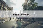 摩托水鸟（摩托水鸟图片）