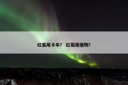 红狐尾卡车？ 红狐尾植物？