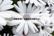轮胎单词？ 轮胎的单词是什么？