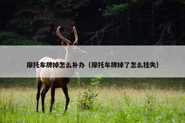 摩托车牌掉怎么补办（摩托车牌掉了怎么挂失）